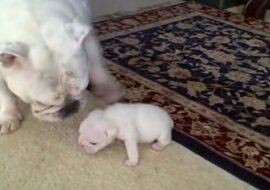 Szczeniak przeklina swoją mamę. To wygląda niesamowicie zabawnie