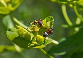 Najbardziej skuteczny sposób na pozbycie się mrówek z ogrodu