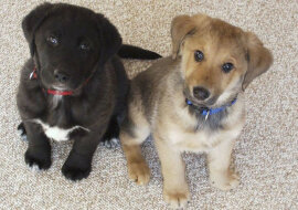 Pies zrugał swoje szczenięta i rozśmieszył sieć. Wideo