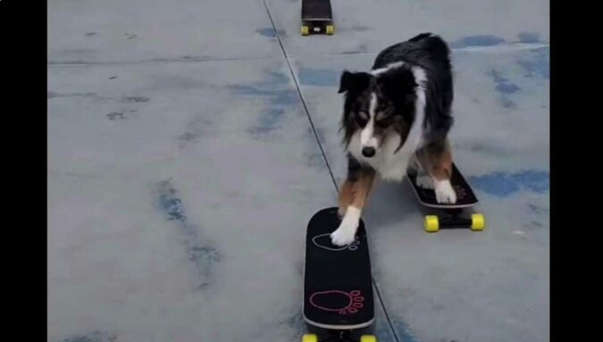 Pies zaskoczył użytkowników Internetu umiejętnościami jazdy na deskorolce – wideo