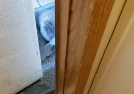 Ten mężczyzna jest bezsilny wobec nowego systemu ochrony domu. Wideo