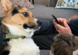 Corgi opanował najsłodszą komendę na świecie. Wideo