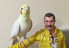 Melodyjna papuga wykonuje piosenki Queen, siedząc na ramieniu lalki Freddiego Mercury'ego. Wideo