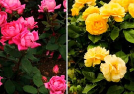 Odmładzanie róż sodą oczyszczoną, sekretny sposób