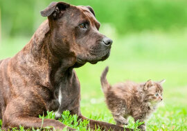 Miły pitbull przyprowadził do domu ciężarną kotkę i pomógł jej przy porodzie