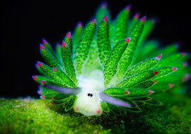 Niesamowity „baranek morski” - zwierzę i roślina jednocześnie