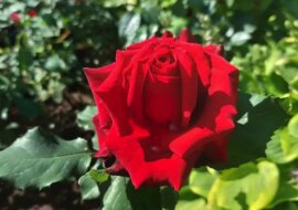 Dlaczego róże nie kwitną: błędy popełniane przez ogrodników