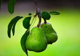 Dlaczego warto jeść więcej gruszek? Zobacz