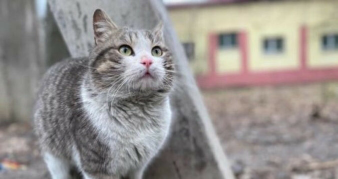 Tymoteusz: bezdomny kot dojadał jedzenie z psich misek, ryzykując własnym życiem