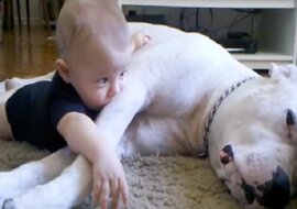 Chłopczyk położył się obok psa. Widząc, co się dzieje, mama szybko chwyciła za kamerę