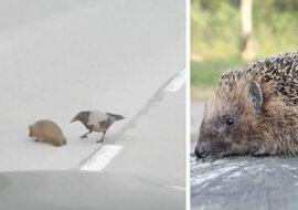 Wrona zdecydowała pomóc jeżowi przejść przez ulicę. Wideo