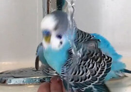 Jakie cuda robi ta papuga, wszystkich zaskoczy - wspaniały filmik