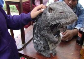 Największa i najbardziej urocza mysz świata – Pakarana