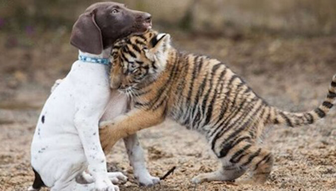 Tygrysek, porzucony przez matkę, znalazł najlepszego przyjaciela – szczeniaka