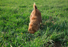W Czechach pies przypadkowo wykopał skarb w lesie