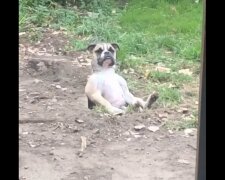 Przepracowany pies zasnął podczas kopania dziury w śmiesznej pozie. Wideo