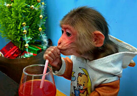 Sprytna małpka podbiła serca setek tysięcy ludzi. Wideo