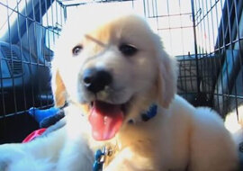 Rok z życia golden retrievera o imieniu Cooper