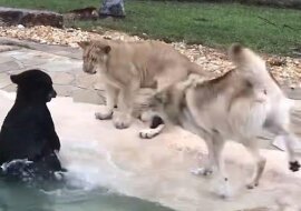 Miś, lwiątko i wilk śmiesznie się bawią przy basenie