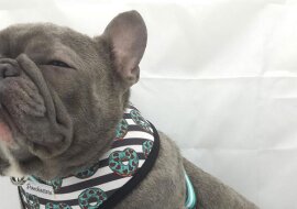 Głuchy szczeniak nauczył się jeść jak człowiek