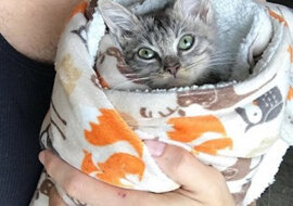 Każdego dnia po posiłku należy owinąć kocem wyjątkowego kota