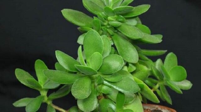 Drzewo pieniędzy. Jakie właściwości zdrowotne ma?