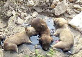 Małe szczenięta wyły głośno, usiłując wydostać się ze stopionej żywicy