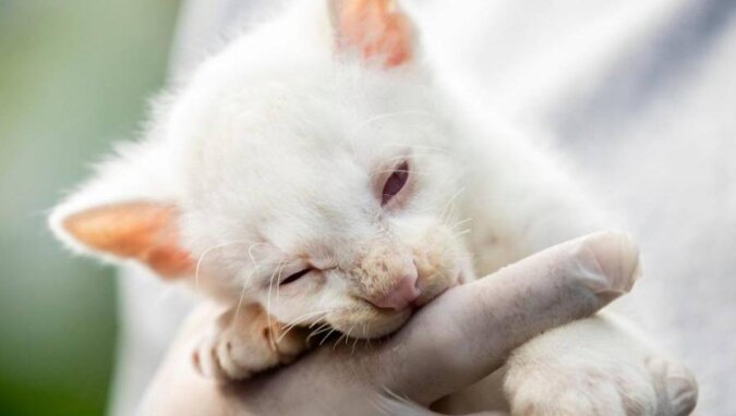 Unikalny na świecie: albinos jaguarundi