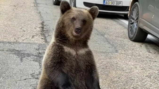 Odpocznę tutaj: niedźwiedź postanowił odpocząć tuż przy ruchliwej drodze i trafił do wideo