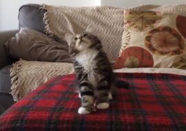 Kiedy właścicielka puściła właśnie tę piosenkę jej kot zrobił coś niesamowitego