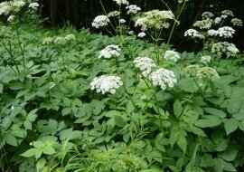 Zobacz dlaczego niektórzy sadzą podagrycznik w swoim ogrodzie