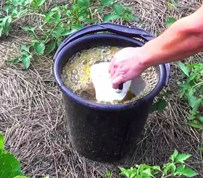 Бражка для огурцов подкормка. Подкормка роз дрожжами. Травяной настой для подкормки растений. Дрожжевая подкормка для растений. Перегной для томатов.