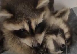 „Wielka siostra” opiekuje się pustym bratem szopuem. Wideo