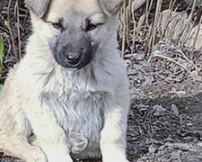 Puszysty zwierzak znalazł się na ulicy, zmieszany i zmarznięty. Ale osoba o dobrym sercu nie mogła go zostawić