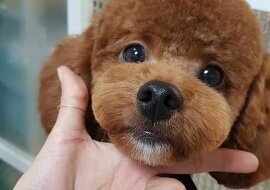 Urocza fryzura i ponowne zauroczenie pudlem