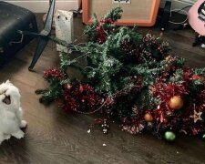 10 zdjęć zwierzaków, które w ogóle nie lubią Sylwestra