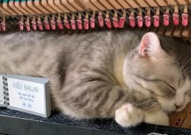 Wideo: Kot cieszy się muzycznym masażem