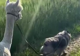 Alpaki i pies wychodzą na spacer. Wideo
