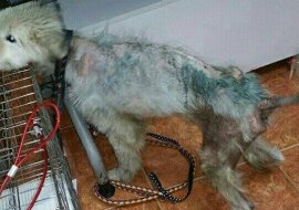 Prosto na ulicy mężczyzna zabrał właścicielowi psa bez sierści