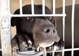 Szczeniak robi wszystko, aby został zabrany do domu