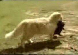 Były świadkami takiej sytuacji: kot porwał małego szczeniaka. Jednak wkrótce ujawniło się, po co to zrobił