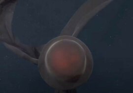 Robot zarejestrował na wideo rzadki gatunek meduzy o gigantycznych rozmiarach