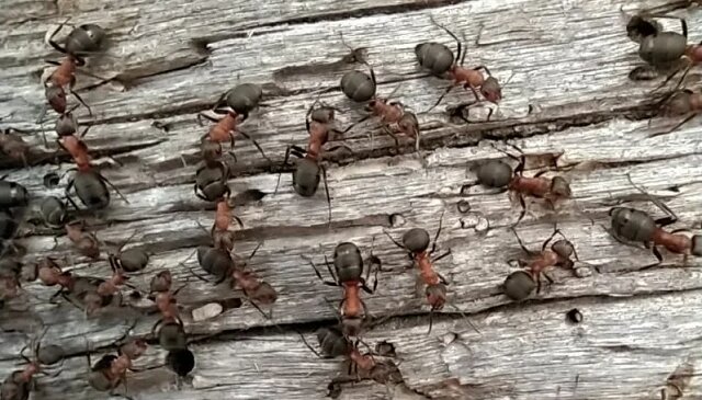 Jak raz na zawsze pozbyć się mrówek w ogrodzie. Sprawdzone sposoby