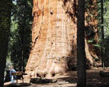 Sequoia President: 3200-letnie drzewo w końcu zostało sfotografowane w całości