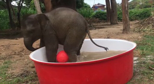 Piłka wodna: lekcja mistrzowska od małego słonia. Wideo