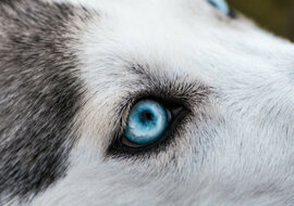 Husky nie miał siły nawet wyć. Ale nowa rodzina przywróciła mu głos
