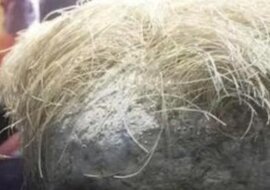 Rolnik znalazł na swojej działce „włochaty” kamień i przyniósł go do domu