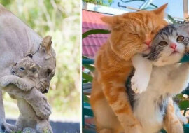 Śliczne rodzinne zdjęcia zwierzęcych przytulasek