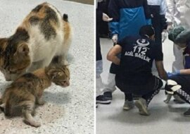 Bezdomna kotka przyniosła swoje chore kocię prosto do szpitala