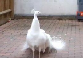 Tak pięknego pawia jeszcze nie widzieliśmy. A poczekajcie aż rozłoży ogon